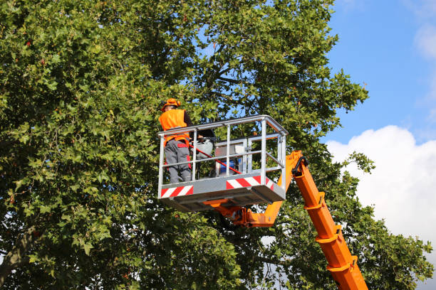 Best Storm Damage Tree Cleanup  in Alondra Park, CA